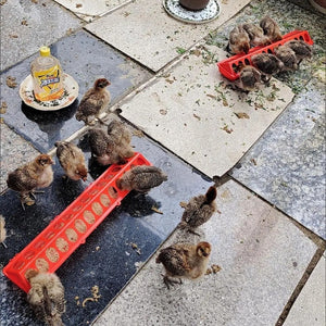 รางให้อาหารลูกไก่พลาสติก อุปกรณ์ให้อาหารไก่ ป้องกันอาหารหกหล่น เหมาะสำหรับเลี้ยงไก่และนก ลดการสูญเสียอาหาร