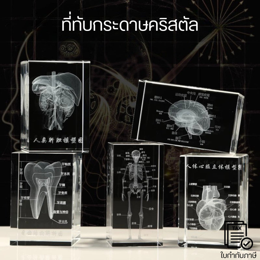 ที่ทับกระดาษคริสตัล ภาพแสดงโมเดลกายวิภาคแบบคริสตัล 3 มิติ แกะสลักด้วยเลเซอร์ด้วยโครงสร้างโดยละเอียด ทำจากคริสตัลอย่างดี