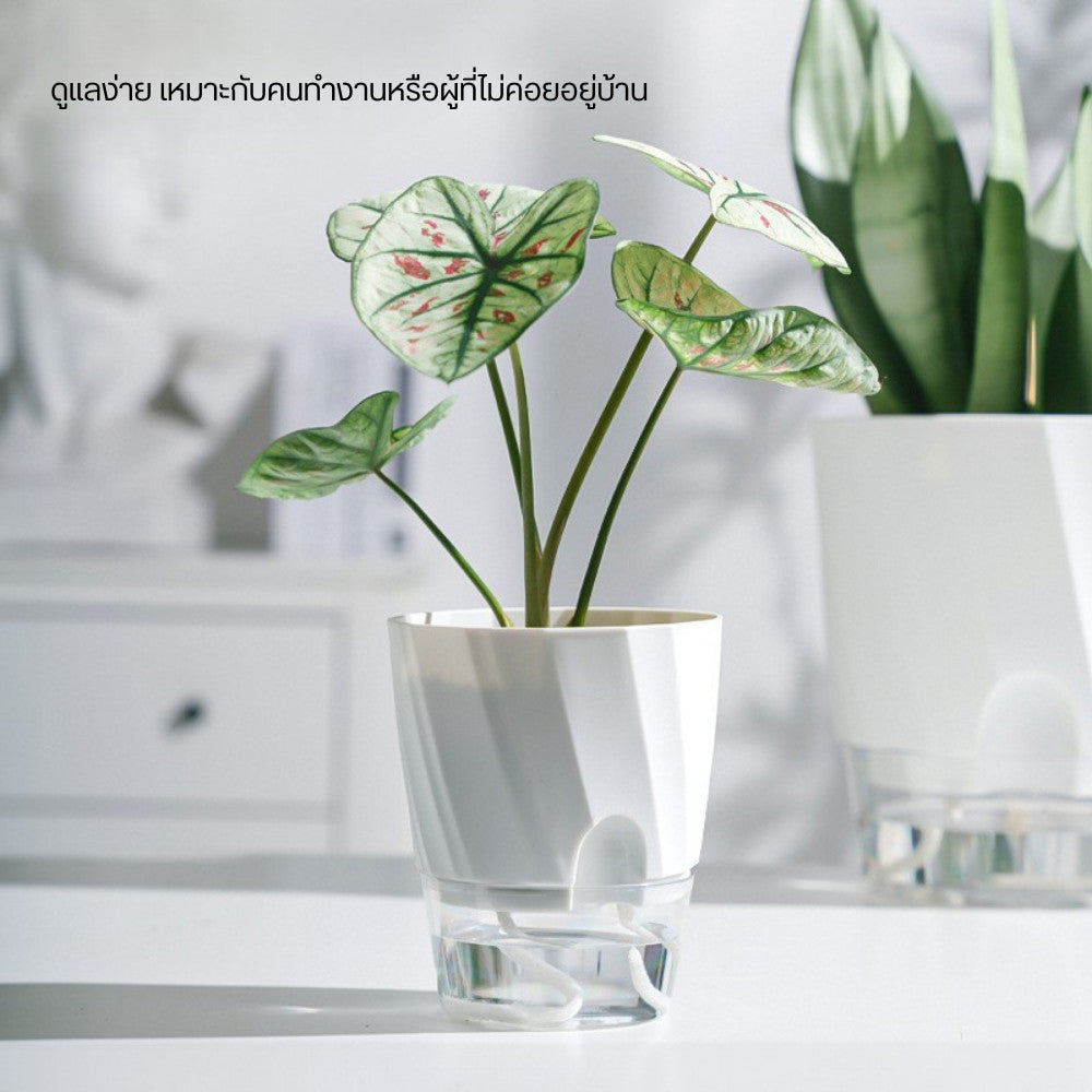 กระถางต้นไม้ ดีไซน์ 2 ชั้น ระบบเชือกดูดซับน้ำ ลดปัญหาการให้น้ำมากเกินหรือน้อยเกินไปมองเห็นระดับน้ำได้ง่าย ไม่ต้องเดา