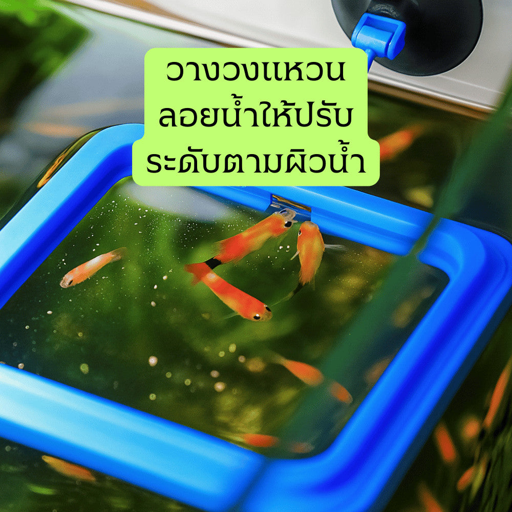 กรอบให้อาหารปลา ลอยน้ำ ติดตู้ปลาด้วยสูญญากาศ ป้องกันอาหารกระจาย เหมาะสำหรับปลาทอง ปลาสวยงาม