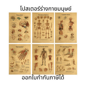 ภาพโปสเตอร์ ร่างกายมนุษย์ ภาพระบบร่างกายมนุษย์ เพื่อการศึกษาเรียนรู้ ตกแต่งบ้าน คลีนิค กระดาษคราฟท์